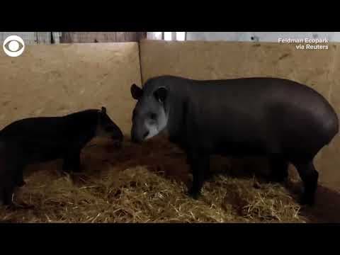 Kangaroos & tapirs evacuated from zoo in Ukraine's Kharkiv region