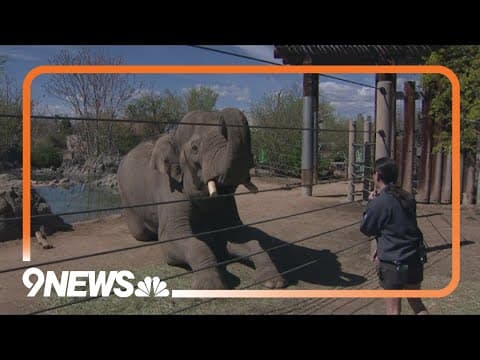 Save the Elephant Day: How the Denver Zoo is doing its part