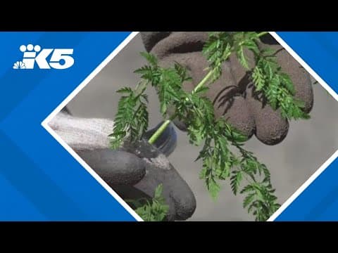 How to spot 'poison hemlock' in your yard — and get rid of it