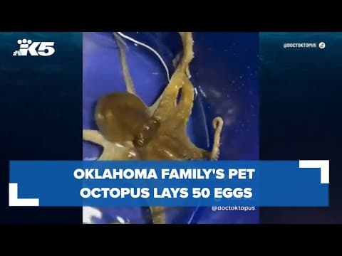 Oklahoma boy gets pet octopus for birthday, then it laid 50 eggs