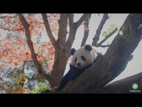 Looking ahead to the giant pandas debut at the National Zoo