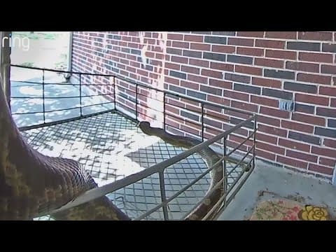 Houston woman surprised by giant snake near her front door