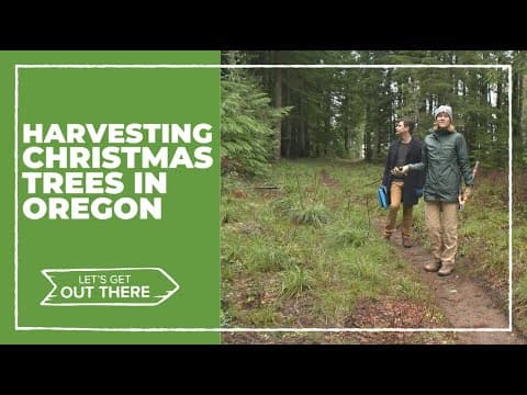 Here's where you can harvest a Christmas tree for $5 in Oregon