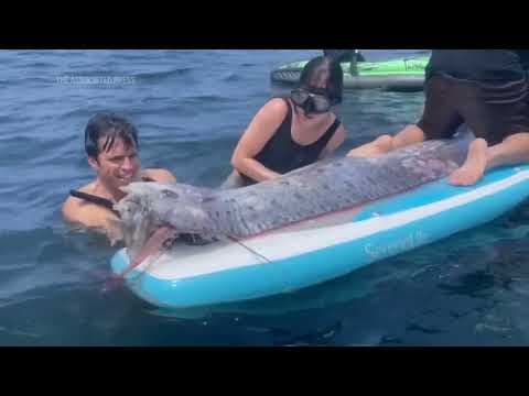 A rarely seen deep sea fish is found in California, and scientists want to know why