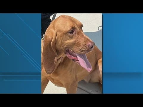 'I'm appalled' | Prince George's Co. officer charged with harming K-9 partner Daisy