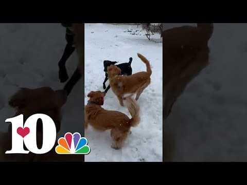 Our 10News anchor John Becker shared how his fur babies took in the snow ❄️🐾 #dog #snow