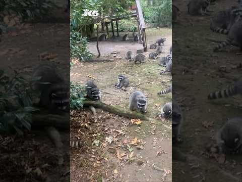 Poulsbo woman finds over 100 raccoons outside her home, calls 911