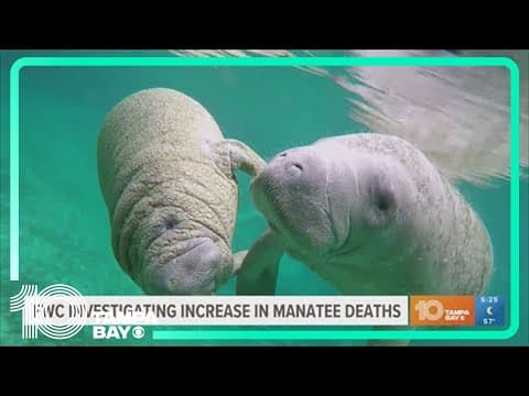 FWC investigating uptick of manatee deaths in Hernando County