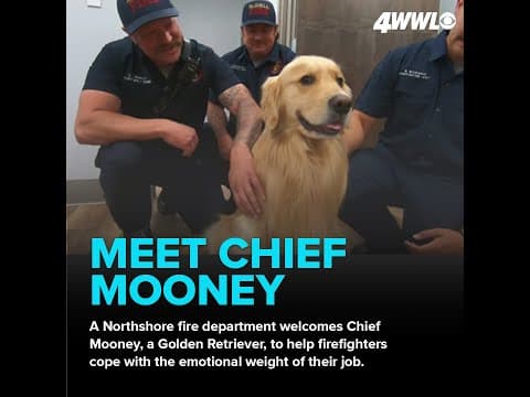 Golden retriever joins Northshore firefighting team to aid mental health
