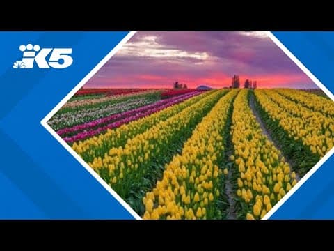 Boosting tulip businesses beyond spring season