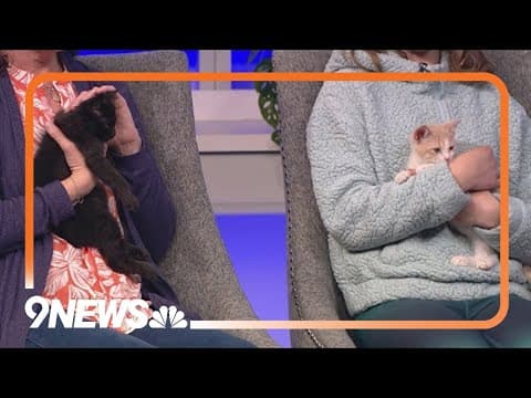 Two sweet, cuddly kittens looking for their forever homes