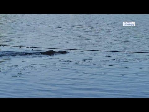 'Look how big it is!' | Gator spotted near swimmers at Huntsville State Park