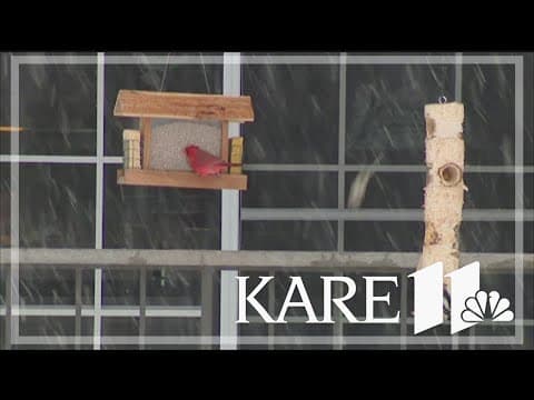 Birdwatching takes flight with younger generations