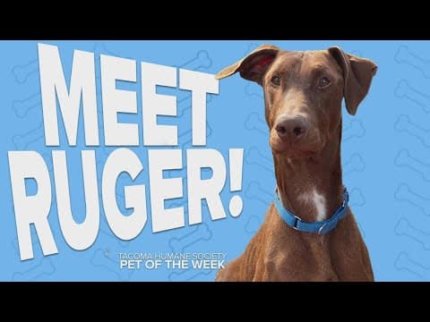 Pet Rescue of the Week: Ruger