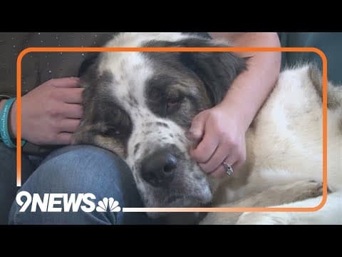 Dog missing for 2 years will soon be reunited with his family