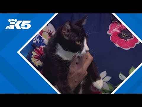 Home Run Adoption Event: Andrés Mew-nos and Lil Dumper among Seattle kittens looking for families