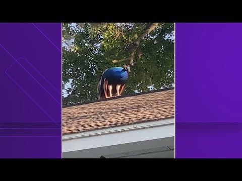 A peacock made itself at home in this Houston-area neighborhood