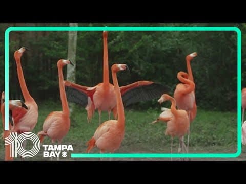 Florida lawmakers consider replacing the state bird from mockingbird to flamingo