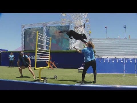 High-flying doggy stunts and tricks at San Diego County Fair
