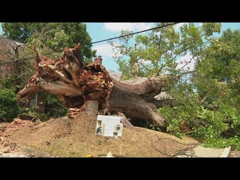 400-year-old tree falls in Northwest DC