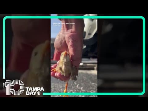 Baby #chicken rescued from sewer drain #shorts