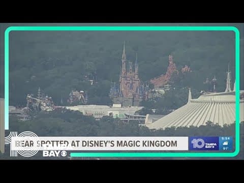 Black bear captured after spotted in tree at Disney's Magic Kingdom