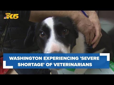 Washington veterinarians push for more state funding to address workforce shortage
