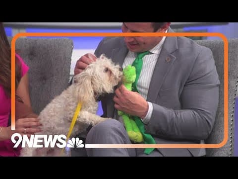 Sweet Poodle-Maltese mix is very curious and loves to play