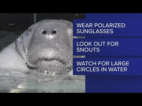 FWC warns boaters to slow down for manatees