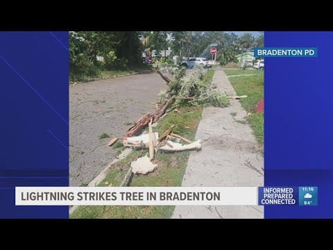 Lightning strikes tree in Bradenton