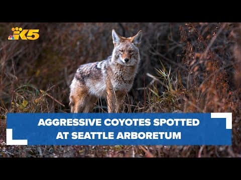 Aggressive coyotes spotted in Seattle