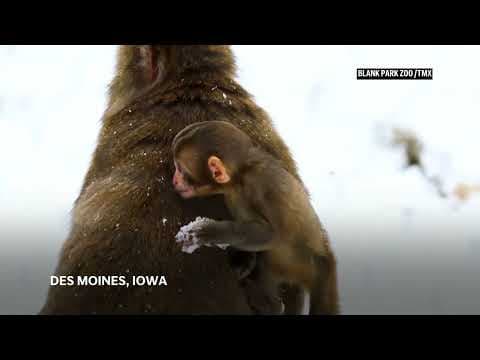 Baby Japanese Macaque sees — and tastes — first snow in Iowa