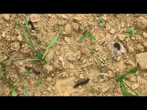 Warmer weather could mean more invasive insects