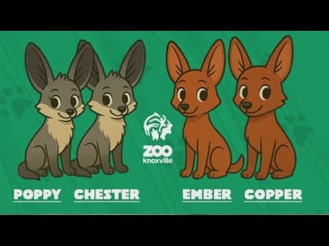 Zoo Knoxville announces names for red wolf pups and bat-eared foxes