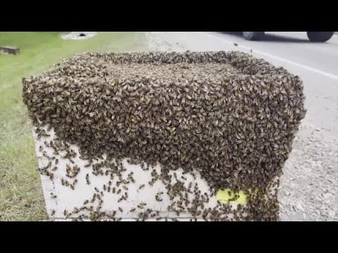 Millions of bees accidentally released in Canadian town
