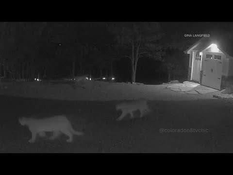5 mountain lions spotted near Colorado home