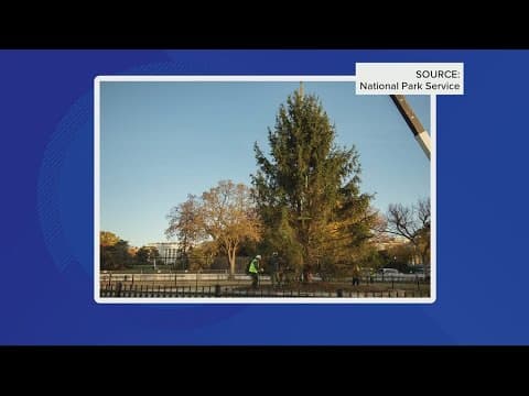 The White House has already put their Christmas tree up