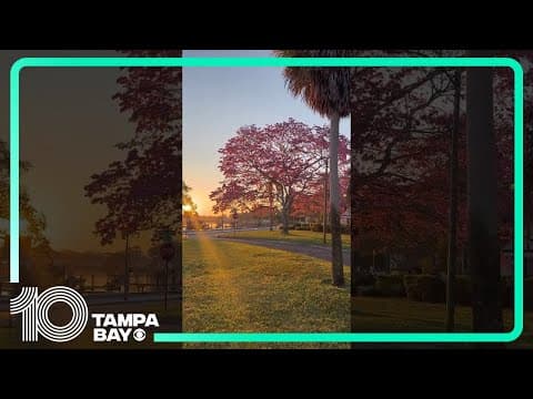 St. Pete’s iconic pink trumpet tree is in full bloom