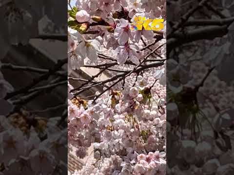 Peak bloom for UW cherry blossoms is approaching
