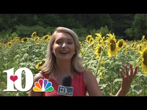 What you need to know about the sunflowers in South Knoxville