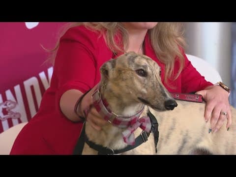 UIndy introduces new live mascot, Grady II