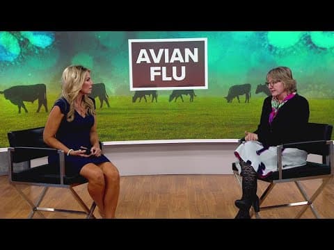 Avian Flu was recently found in US cows | What you need to know about the highly infectious bird flu