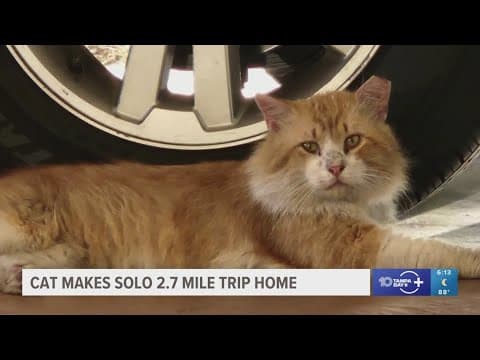 Stray cat makes 2.7 mile journey back home after escaping shelter