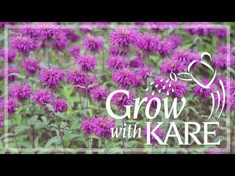 Grow with KARE: Best plants for clay soil