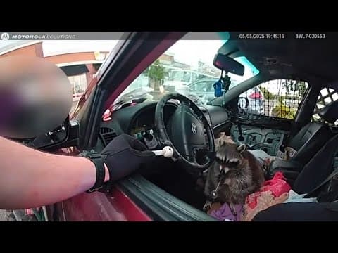 Raccoon with meth pipe found in car after Ohio woman's arrest