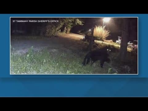 Bear Spotted in Baton Rouge Tree! Wildlife Officials Use Donuts to Lure It Down