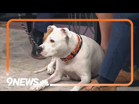 Petline9: Sandy is a sweet gal and loves to be with people