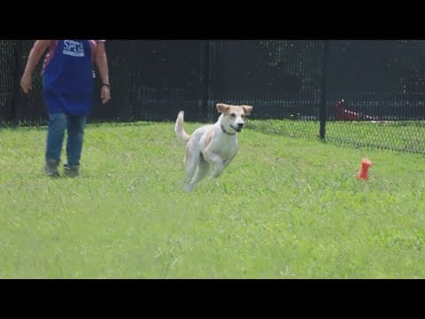 Tailwaggers: Meet Red