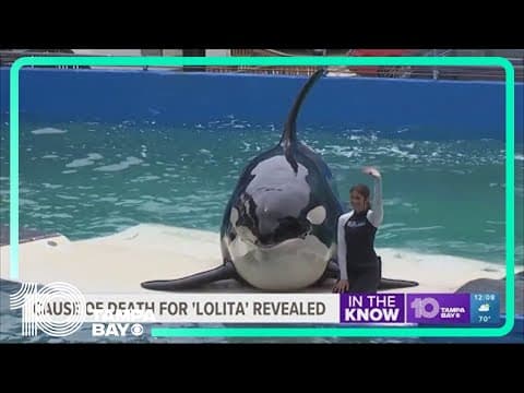 Orca 'Lolita' cause of death revealed