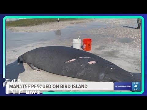Florida local, state officials rescue stranded manatee
